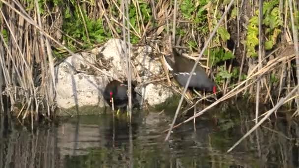 Pollas de agua gallinula chloropus — Vídeo de stock