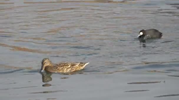 Ente am See — Stockvideo