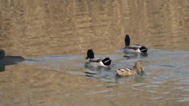 Ente am See — Stockvideo