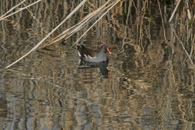moorhen gallinula chloropus Gölü