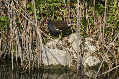 moorhen gallinula chloropus Gölü