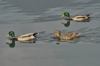 Gölde yüzmeye ördek