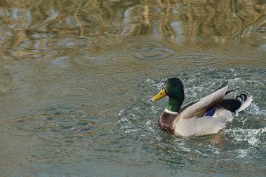 Göl kenarında sevimli ördek