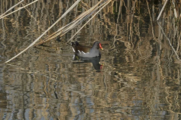 Νερόκοτα Gallinula Chloropus Στη Λίμνη — Φωτογραφία Αρχείου