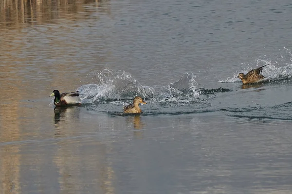 Ente Schwimmt Auf See — Stockfoto