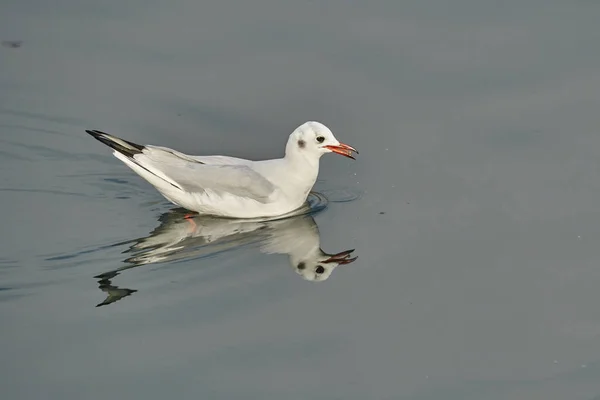 Gaviota Cantando Lago — Foto de Stock