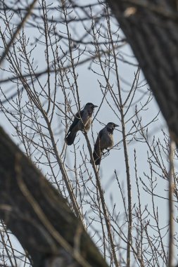 ağaç üzerinde iki karga