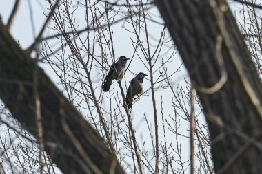ağaç üzerinde iki karga