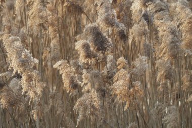 Kışın bir sazlık