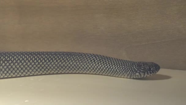 Apalachicola kingsnake — Video Stock