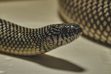 tehlikeli büyük apalachicola kingsnake