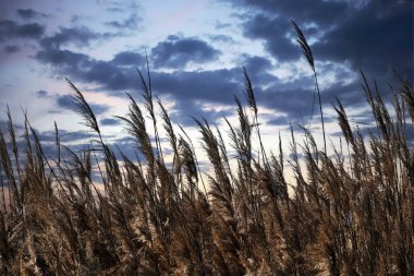 Kışın renkli reed