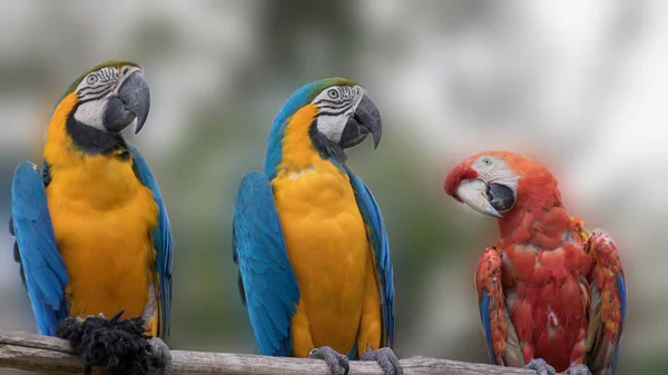 Ara Ararauna とコンゴウインコ オウムの止まり木 — ストック写真