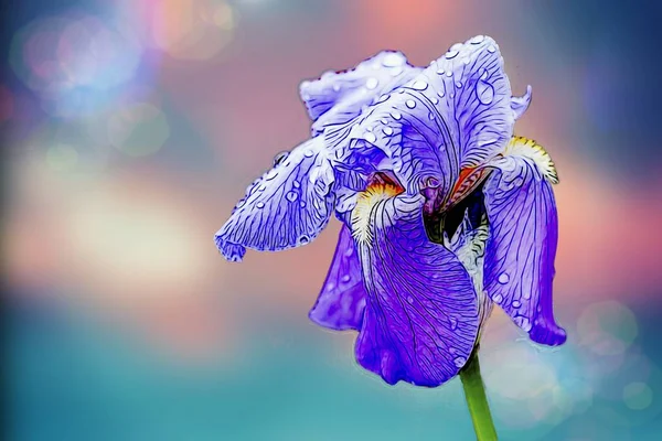 Raindrops on the iris after rain in the garden — Stock Photo, Image