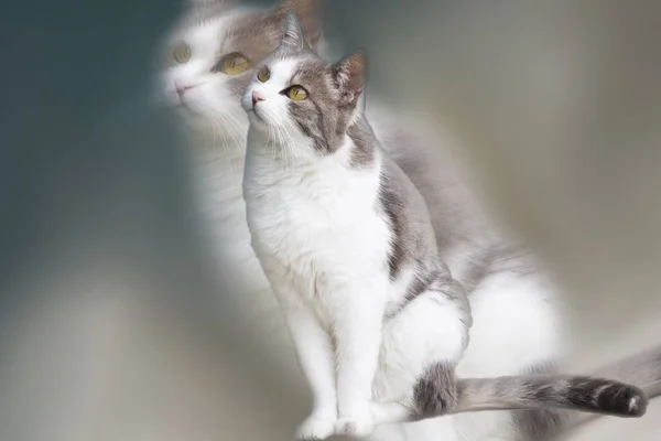 Niedliche Katze Und Liebes Haustier — Stockfoto