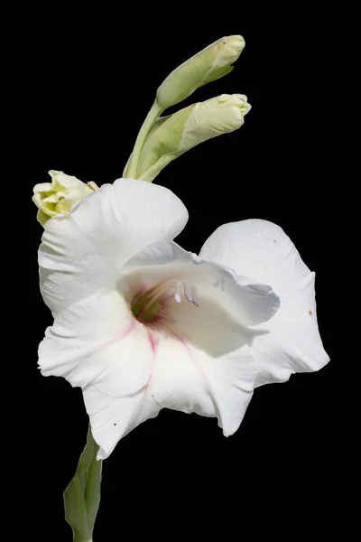 Petunia flower in the garden — Stock Photo, Image