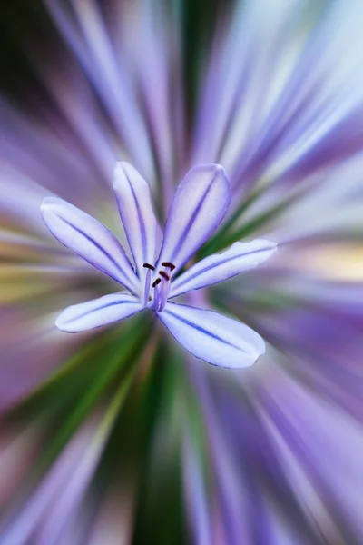 Agapanthus Flower Garden — Stock Photo, Image