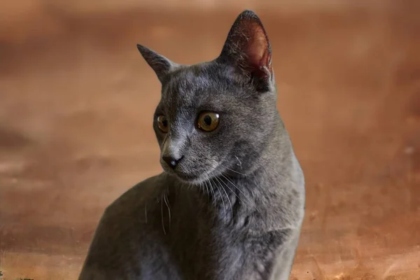Eine Niedliche Graue Katze — Stockfoto
