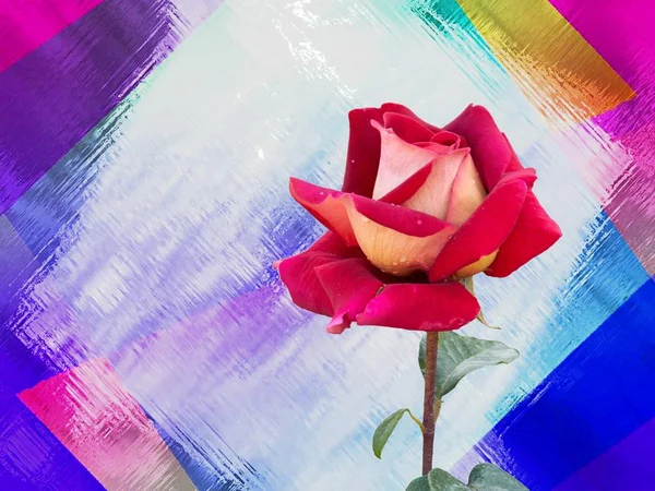 Blühende Rose im Garten — Stockfoto
