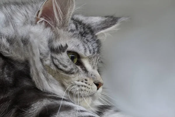 Niedliche Katze Und Liebes Haustier — Stockfoto