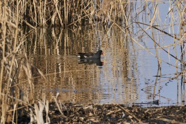 Gallinula chloropus moorhen ördek Gölü