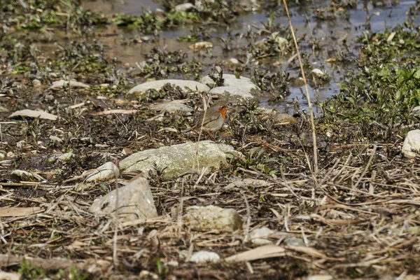 Robin Πουλί Erithacus Rubecula — Φωτογραφία Αρχείου