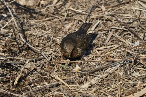 Turdus Merula Melro Comum — Fotografia de Stock