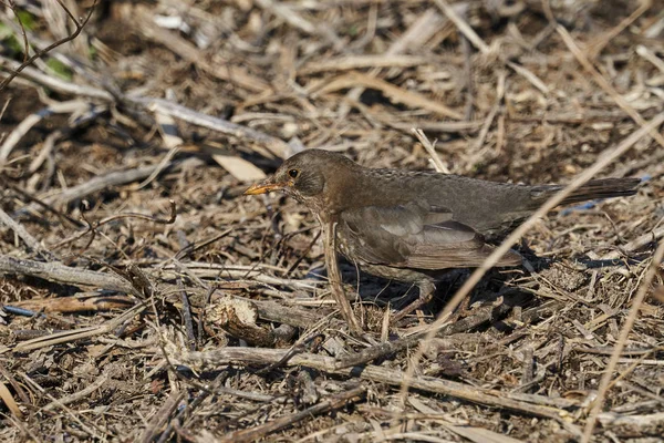 Turdus Merula Ortak Karatavuk — Stok fotoğraf