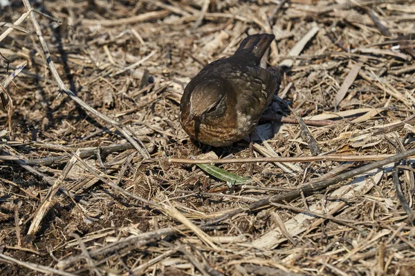 Turdus Merula Merle Commun — Photo