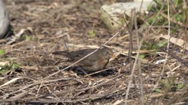 Turdus Merula ortak karatavuk