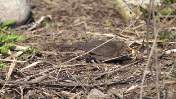 Turdus merula mirlo común — Vídeo de stock