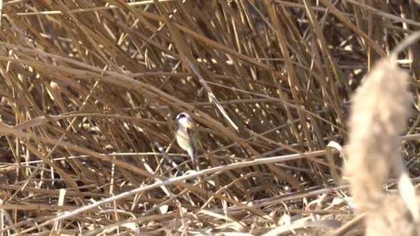 Remiz pendulinus εκκρεμές πουλί στο Καλάμι — Αρχείο Βίντεο