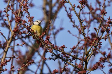 cinciarella Mavi baştankara kuş