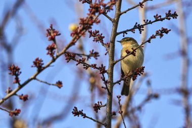 şirin Phylloscopus collybita kuş