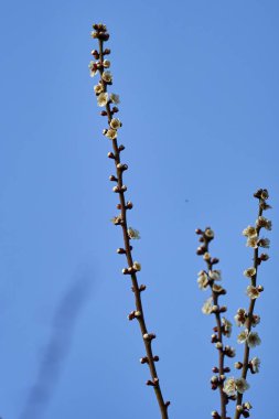 ağaç bahar tomurcukları