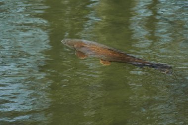 Gölde sazan balık Yüzme