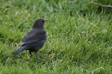 Turdus Merula ortak karatavuk