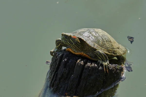 Niedliche Schildkröten Ruhen Sich Auf Teich Der Sonne Aus — Stockfoto