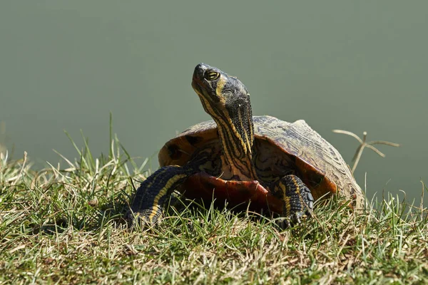 Niedliche Schildkröten Ruhen Sich Auf Teich Der Sonne Aus — Stockfoto