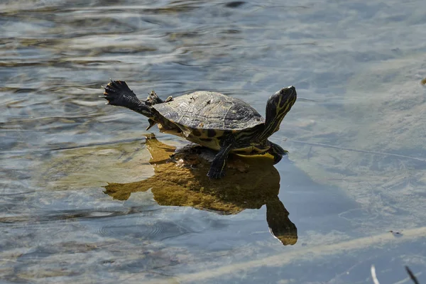 Schattig Schildpadden Rusten Bij Zon Vijver — Stockfoto
