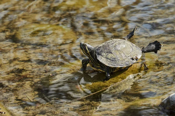 Carino Tartarughe Riposo Sole Sul Laghetto — Foto Stock