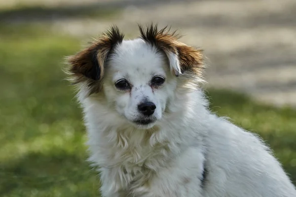 Lindo Perro Prado — Foto de Stock