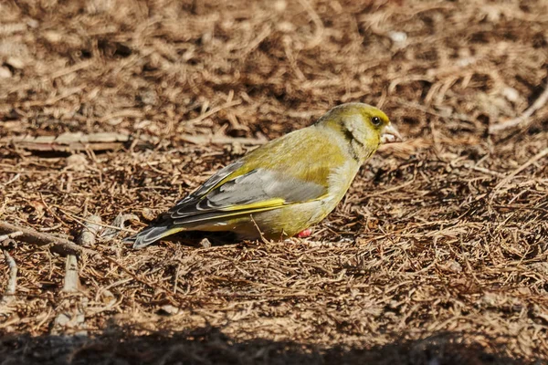 Söt Grönfinken Chloris Fågel — Stockfoto