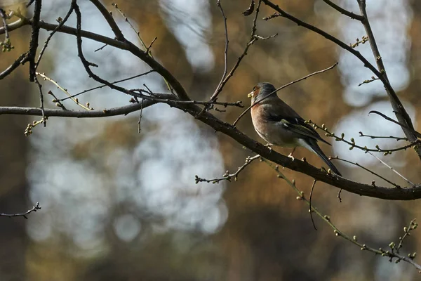 Finch Fringilla Coelebs Pasăre — Fotografie, imagine de stoc