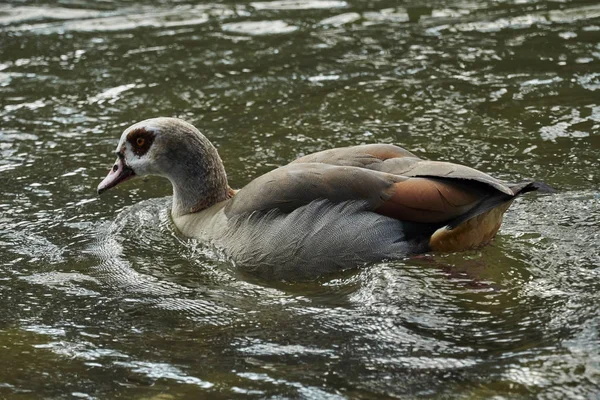 Ganso Egípcio Lago — Fotografia de Stock