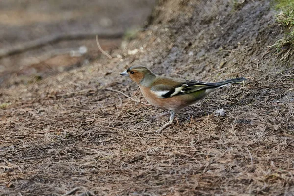 Finken Fransen Coelebs Vogel — Stockfoto