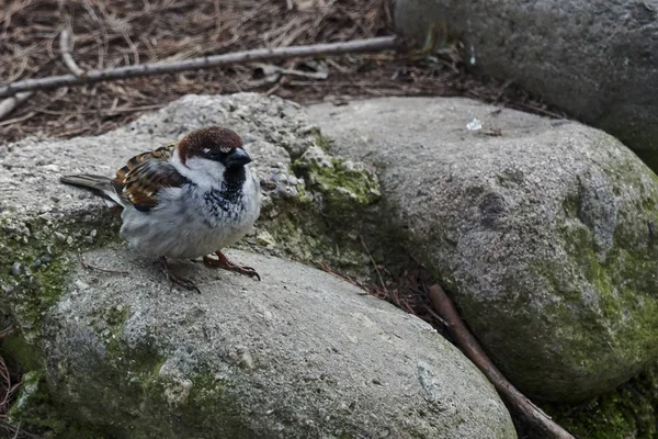 Sparrow Garden — Stock Photo, Image