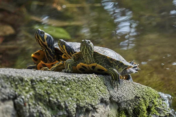 Drie Schattige Schildpadden Rusten Bij Zon Vijver — Stockfoto