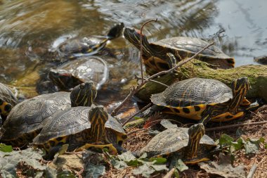 şirin kaplumbağalar güneşe gölet üzerinde bekletin.
