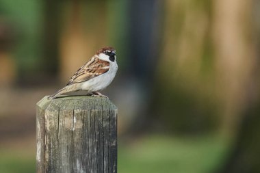 Bahçedeki şirin serçe